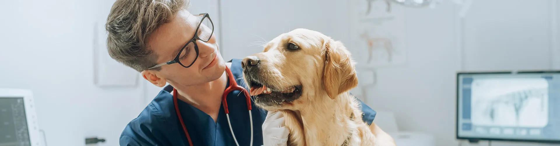 Veterinarian petting a dog.