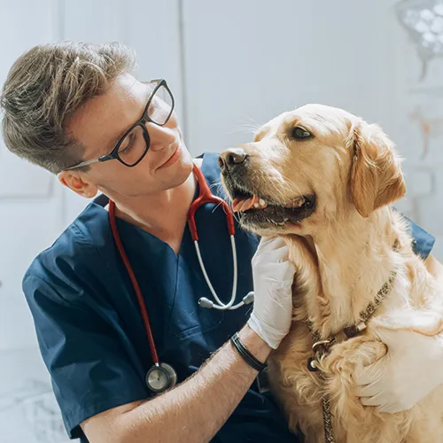Veterinarian petting a dog.